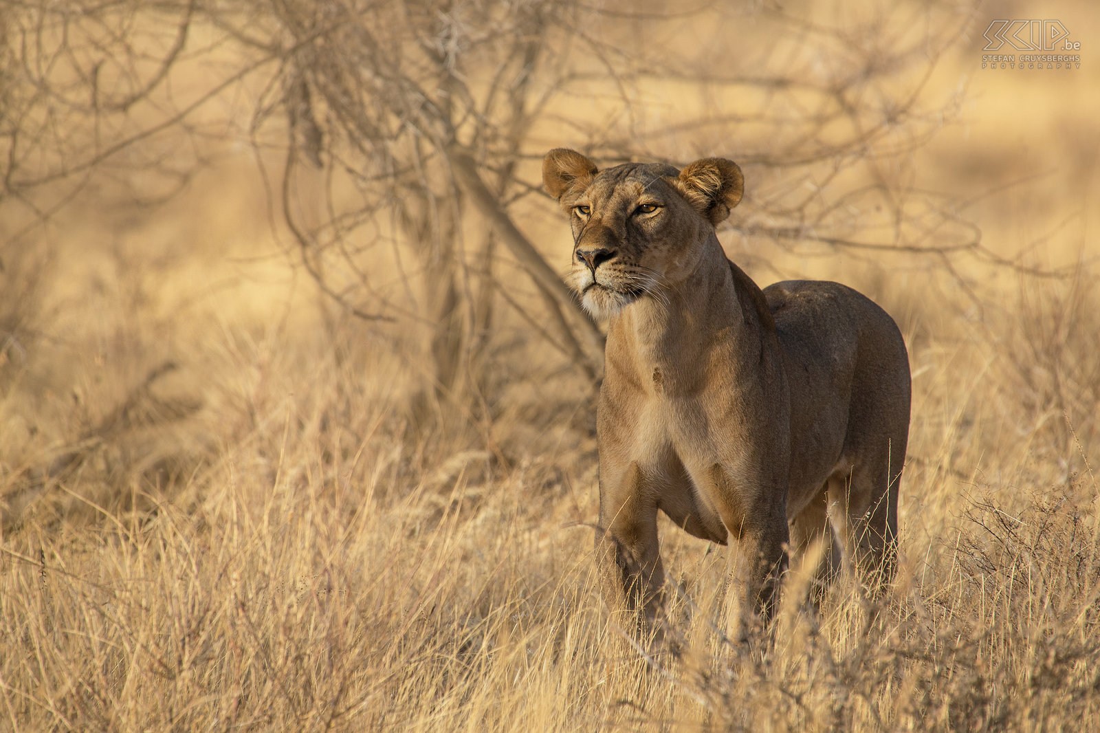 Samburu - Leeuwin De laatste ochtend zagen we nog 2 leeuwinnen rondlopen. Stefan Cruysberghs
